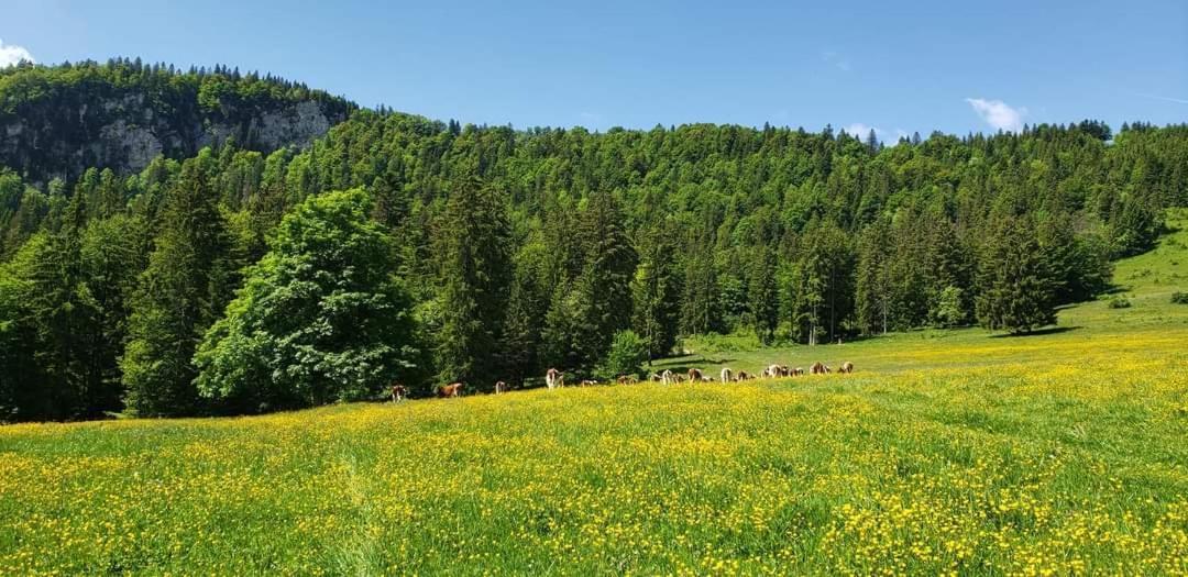 Place Royale Pour 10 A 12 Personnes A 30 Met Des Pistes De Ski Et Vtt Métabief Exteriér fotografie